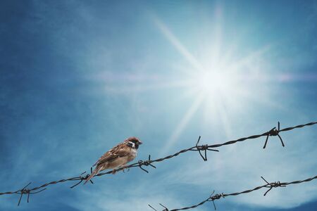 Little sparrow bird on barbed wire on blue sky with sunshine rays, selective focusの写真素材