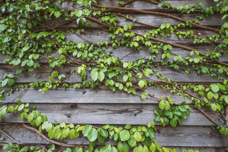 Natural green leaf wall and wood wall panels, eco friendly backgroundの写真素材