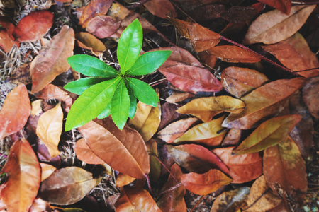 Top view, beginning growth green plants emerge from dead dried leaves, concept of new development or new life and hope, never give up from obstacleの写真素材