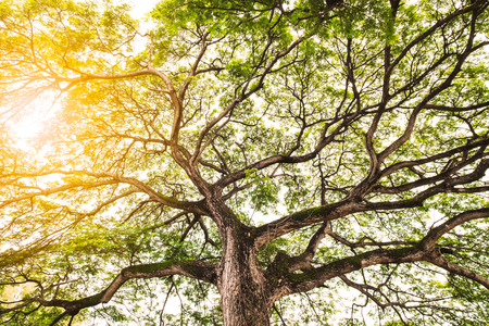 mighty old tree with branches and bright sunlightの写真素材