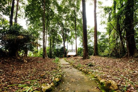 Forest Trees,tropical rain forest with footpathの写真素材