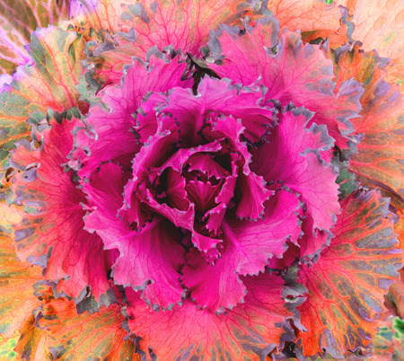 Close up colorful blooming cabbageの写真素材