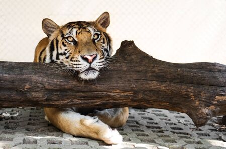 Tiger relaxing on trunk, looking at cameraの写真素材