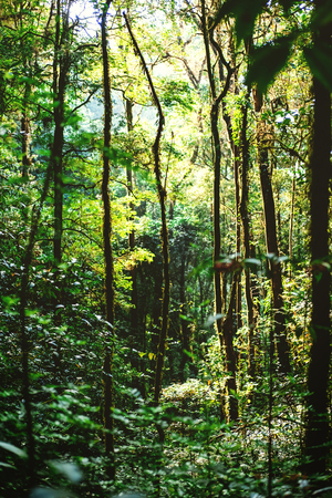 Crowded trees in the wood, tropical rain forestの写真素材