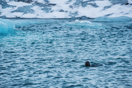 Seal swimming ocean in winterの写真素材