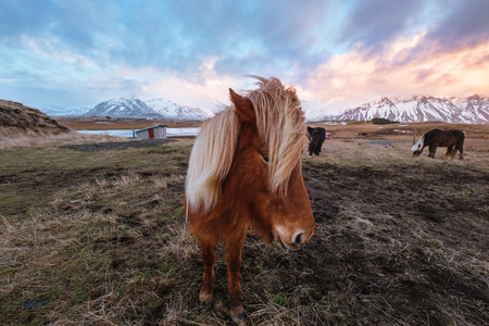 Horses in field at winter in sunsetの写真素材