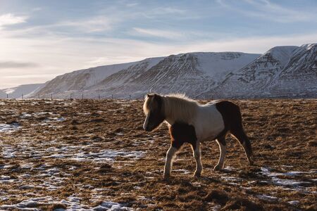 a Horse walking in the field at farmland in winterの写真素材