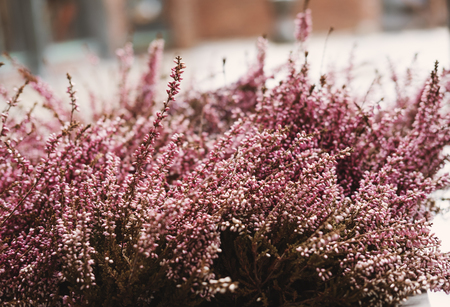 Pink flowers, selective soft focus, shallow depth of field, vintage toneの写真素材