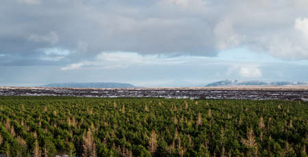 Panoramic landscaped aerial forest in cloudy dayの写真素材