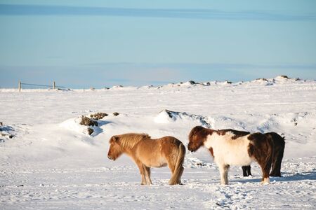 Pony horses standing in winterの写真素材
