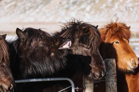 close-up horses in farmland in winterの写真素材