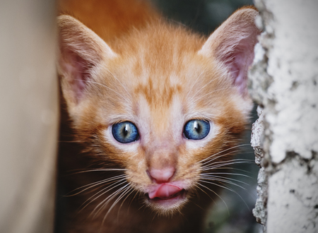 Close-up cute kitten licking lipsの写真素材