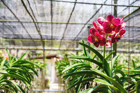 Close-up beautiful Orchid flowers in cultivate farm in tropical countryの写真素材