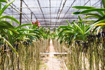 Orchid tree in cultivate farm in tropical country, selective focus shallow depth of fieldの写真素材
