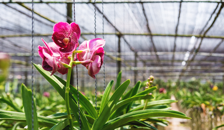Close-up beautiful Orchid flowers in cultivate farm in tropical countryの写真素材