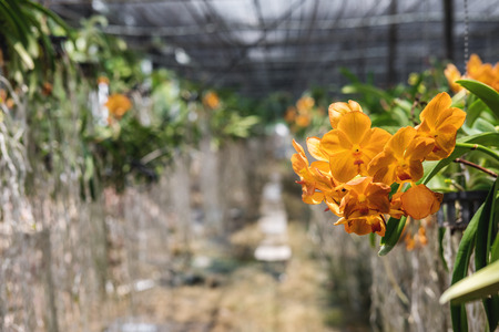 Close-up beautiful Orchid flowers in cultivate farm in tropical countryの写真素材