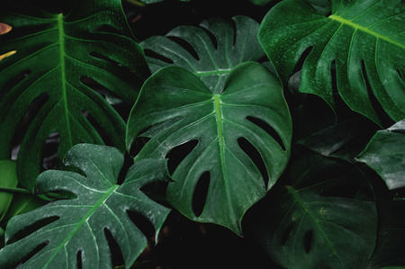 Low key, Green leaves of Monstera plant growing in wild, the tropical forest plantの写真素材
