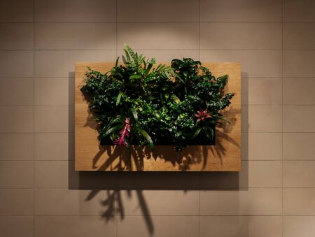 Green wall, eco friendly vertical garden, wall plants decorationの写真素材