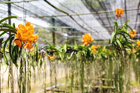 Close-up beautiful Orchid flowers in cultivate farm in tropical countryの写真素材