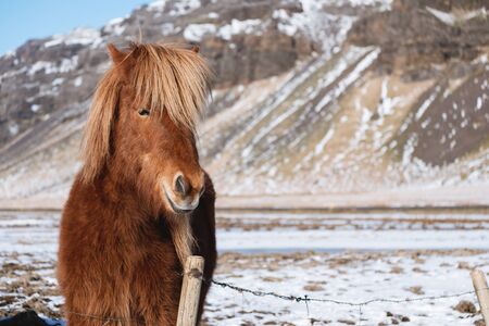 close-up horse in winter with copy spaceの写真素材