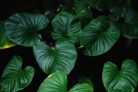 Low key, Green leaves of Tropical plant growing in wild, the tropical forest plantの写真素材