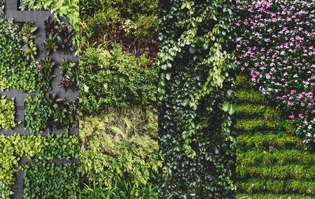 Green wall, vertical gardenの写真素材