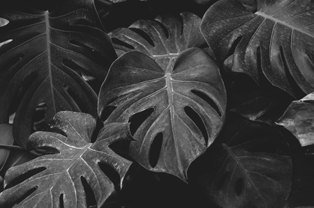 Low key, Black and White Leaves of Monstera plant growing in wild, the tropical forest plantの写真素材