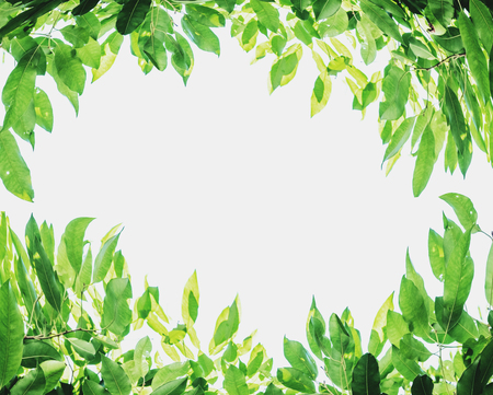 Green leaves background with white copy space, on white backgroundの写真素材