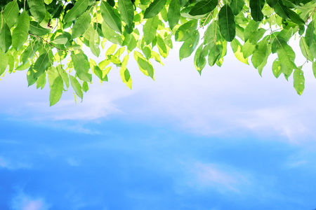 Green leaves and blue sky backgroundの写真素材