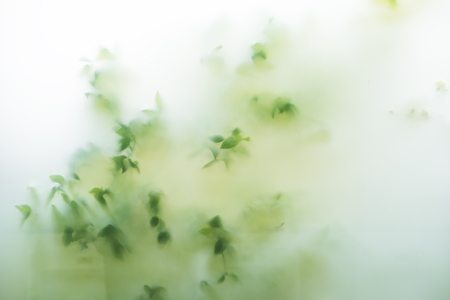 Ground grass texture with green leaves behindの写真素材
