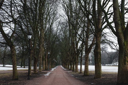 Park footpath in winter with dead trees, mystery spooky morning in winterの写真素材