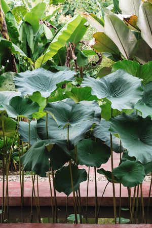Tropical plants, garden decorationの写真素材