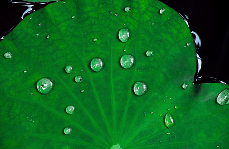 Close-up tropical lotus leaves with drops of water on it surfaceの写真素材