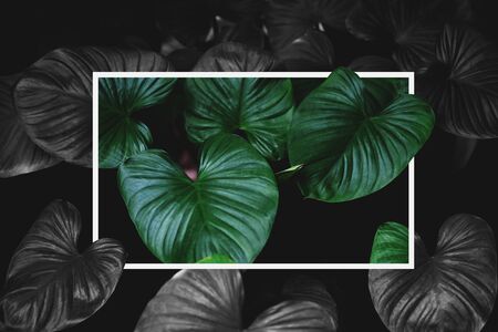 Tropical green leaves with creative square frame layout, contrast green and monochrome colorsの写真素材