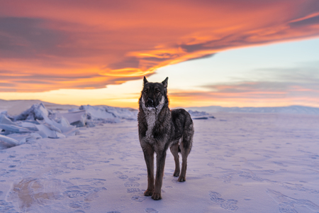 Wolf standing alone on snow in sunset at frozen lake Baikal in Russiaの写真素材