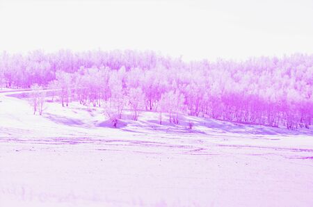 Pink forest in winterの写真素材