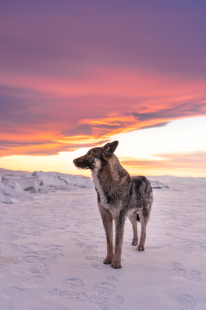 Wolf standing on snow in sunset at frozen lake Baikal in Russiaの写真素材