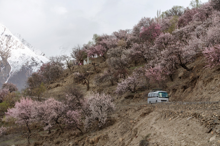 Travelling in spring season, tourist bus driving on country road with sideways full of cherry blossom tree at Nakar valley in Pakistanの写真素材