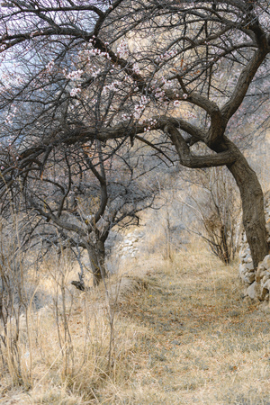 Dried trees and grass in the forestの写真素材