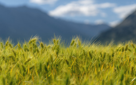 Wheat ears field. Close-up green wheat crop in countryside