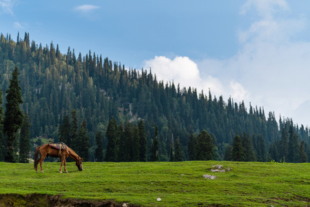 scenic countryside landscape, horse grazing grass in meadow in the morningの写真素材