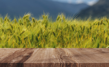 Wheat ears field background, green wheat crop with wooden floorの写真素材