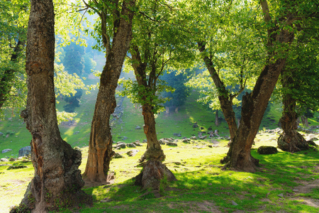 Natural forests with bright sunlight in the morningの写真素材