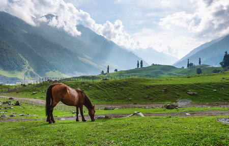 Scenic countryside landscape, horse grazing grass in meadow in the morningの写真素材