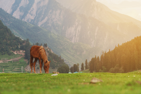 Horse grazing grass on meadow with mountain and forest view in the morningの写真素材