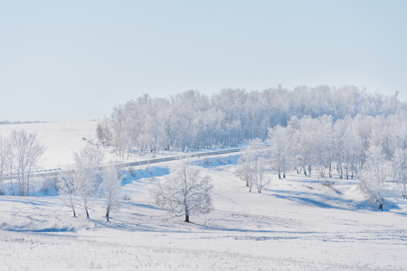 Winter landscape, white snow field with white forest in winterの写真素材
