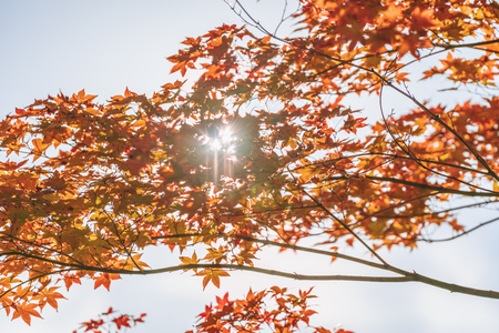 Autumn tree branches and leaf with bright sunlight. Autumn leaves backgroundの写真素材