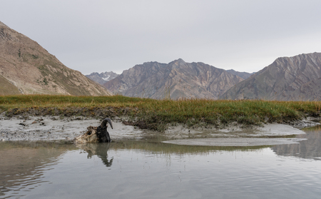 Toxic and water pollution, animal skull in the water resourceの写真素材