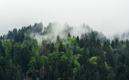 Misty landscape with pine forests in the morningの写真素材