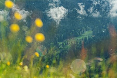 Summer forests in Lauterbrunnen, Switzerland with defocused yellow flower and Bokeh